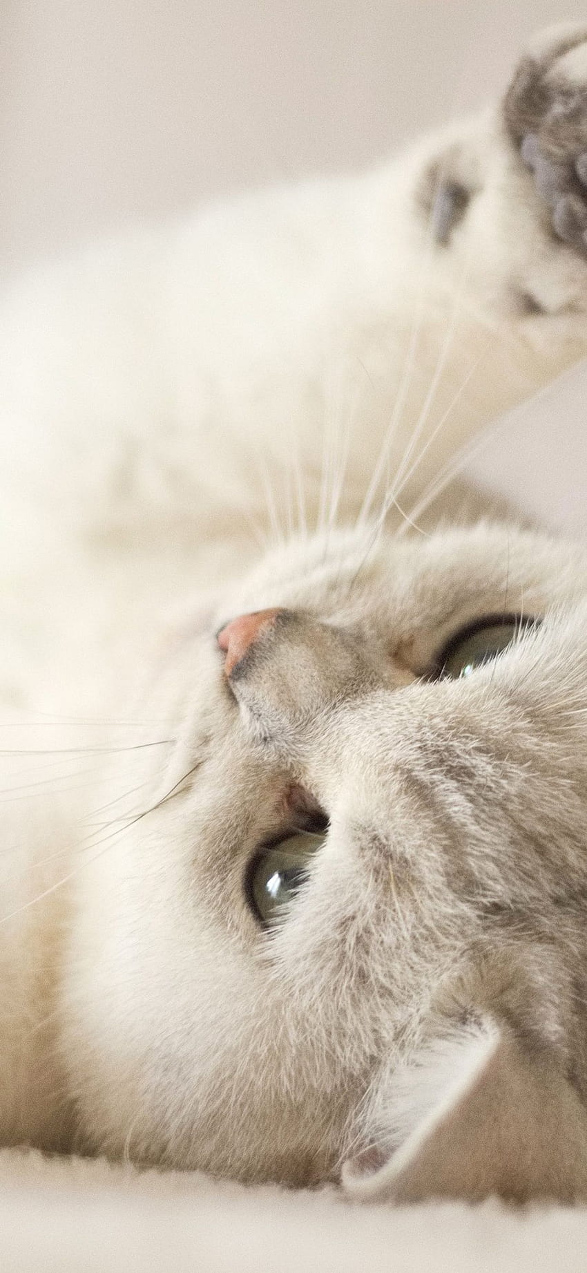 Cute Kitten , Kitty, Cat, White, Animals HD phone wallpaper | Pxfuel