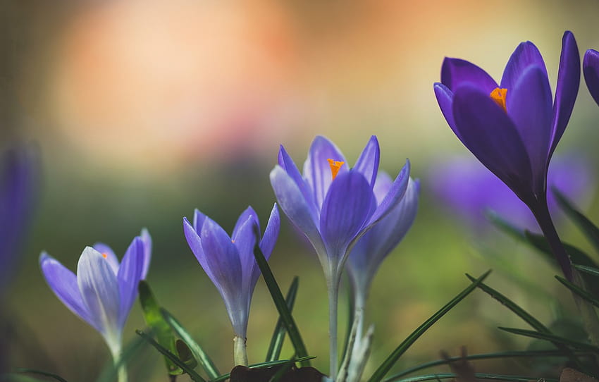 macro, primavera, Krokus , sezione цветы Sfondo HD