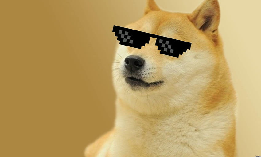 76 Doge Meme, dog meme HD wallpaper