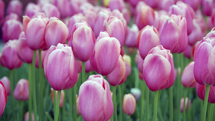 Champs de fleurs de tulipes 1920x1080, fleurs de tulipes Fond d'écran HD