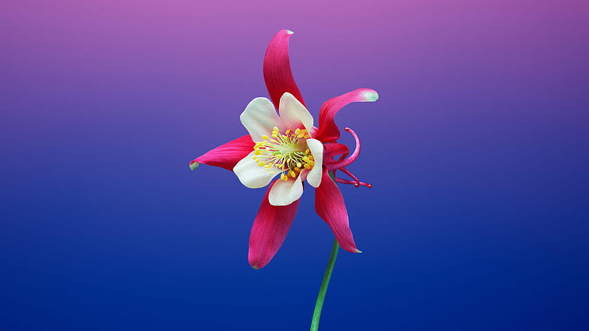 Aquilegia, iOS 11, iPhone X, iPhone 8, Stock, , Blumen, hübsche Akeleien HD-Hintergrundbild