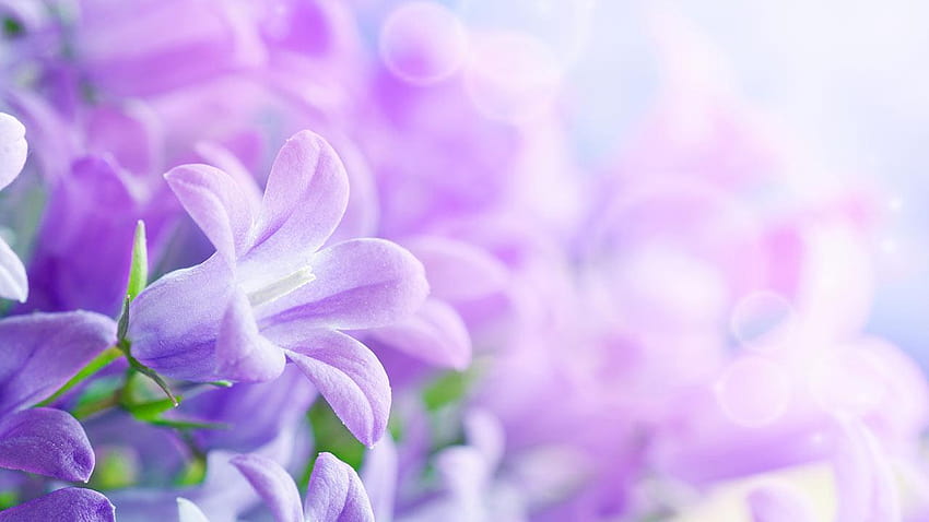 Lilac Flowers Live, lilas HD wallpaper