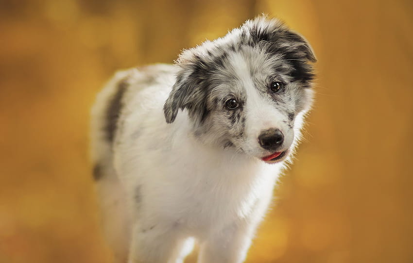 language, white, look, orange, yellow, background, dog, baby, puppy, is, bokeh, spotted, the border collie, Aussie , section собаки, aussie collies HD wallpaper