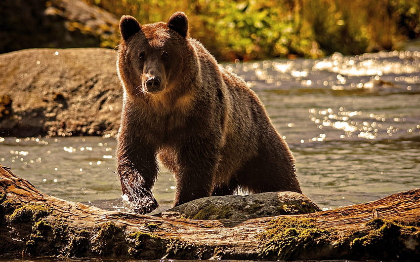 Grizzly Bear, scary bear HD wallpaper | Pxfuel