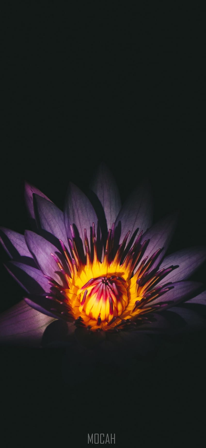 270775 un primer plano de una flor de color púrpura oscuro con un centro amarillo sobre un negro, flor de color púrpura oscuro, Oppo A7x completo, 1080x2340, pétalos de flores de color amarillo rojo oscuro fondo de pantalla del teléfono