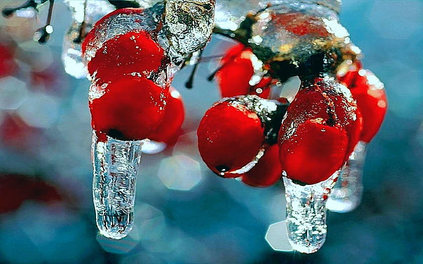 Zima natura pierwszy śnieg mróz czerwone jagody owoce owoce dzikiej róży sople Tapeta HD