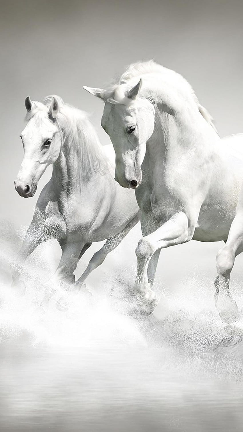 Horse For Samsung Phone, running horse mobile HD電話の壁紙