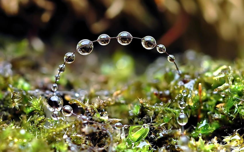 Beads of morning dew HD wallpaper