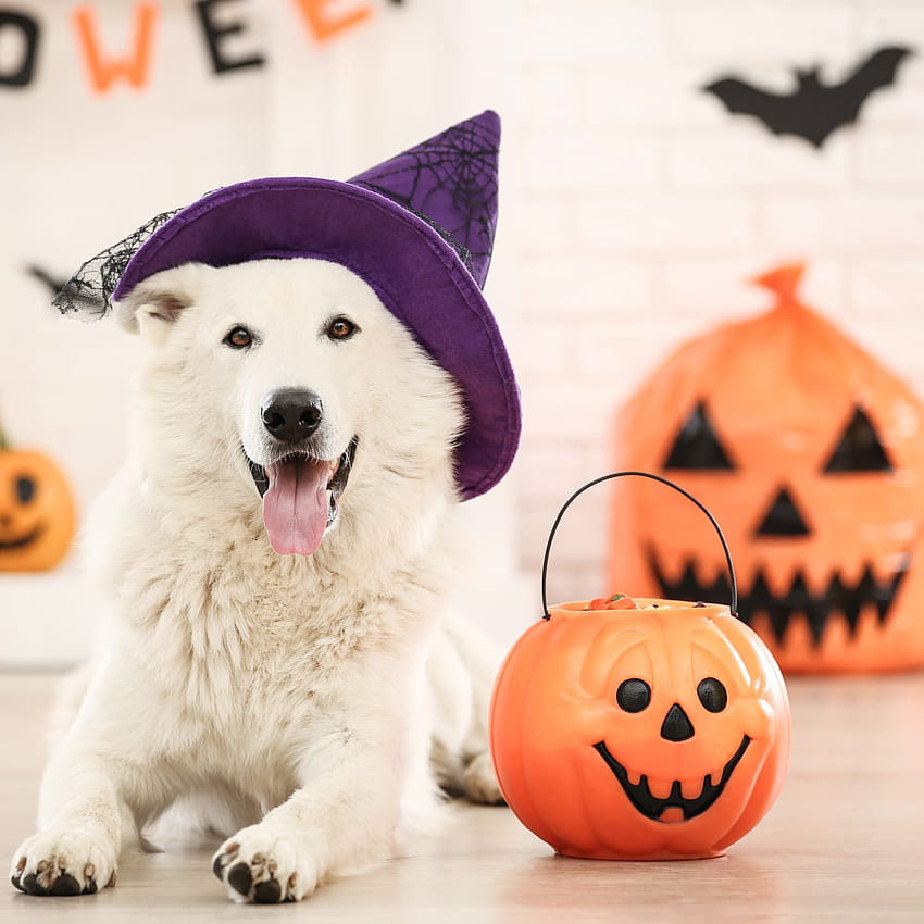 Съвети за костюми за Хелоуин за домашни любимци: Как да приучите домашния си любимец да харесва костюм за Хелоуин, котка и куче за Хелоуин HD тапет за телефон
