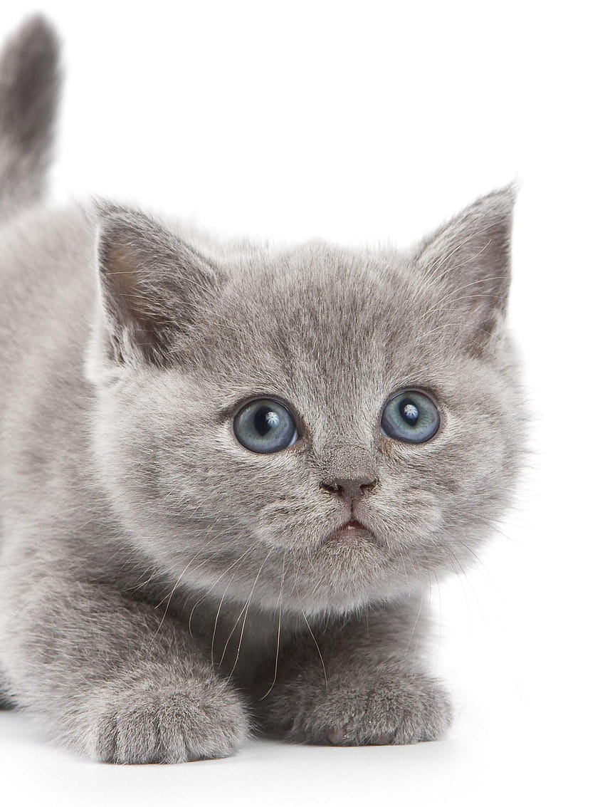 Cute British, grey kittens HD phone wallpaper