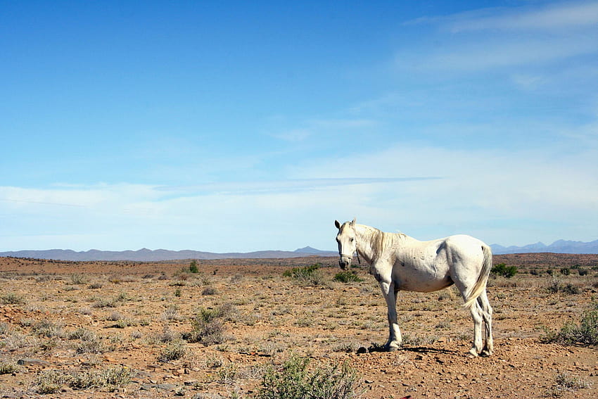 3112057 / árido, cabo, caballo, karoo, sudáfrica, sed, blanco fondo de pantalla