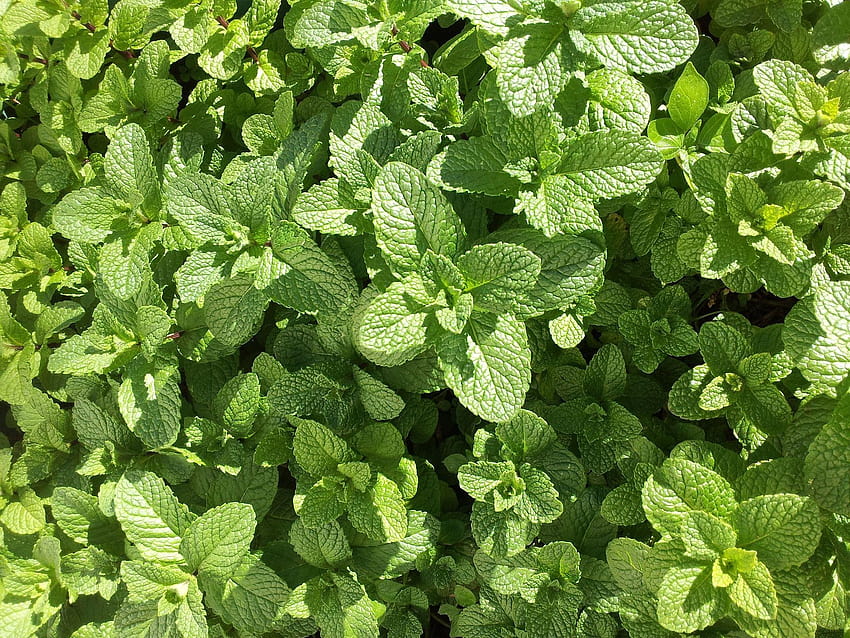 Benefits of Mint Plants: Medicinal, Culinary, and More, old farmers day HD wallpaper