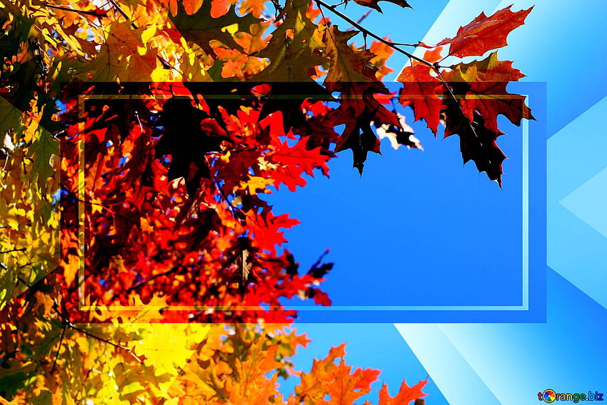Fundos de folhas de outono modelo de infográfico do site powerpoint design de layout de banner negócios de brochura responsiva em CC papel de parede HD