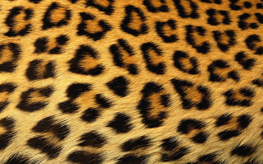 Cheetah Print, компютър с леопард HD тапет