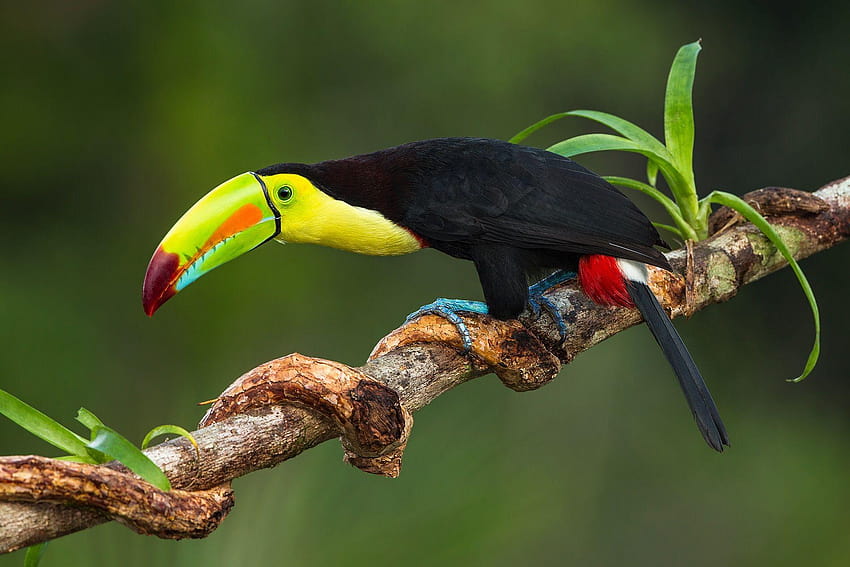 Toco Toucan, toucans HD wallpaper | Pxfuel