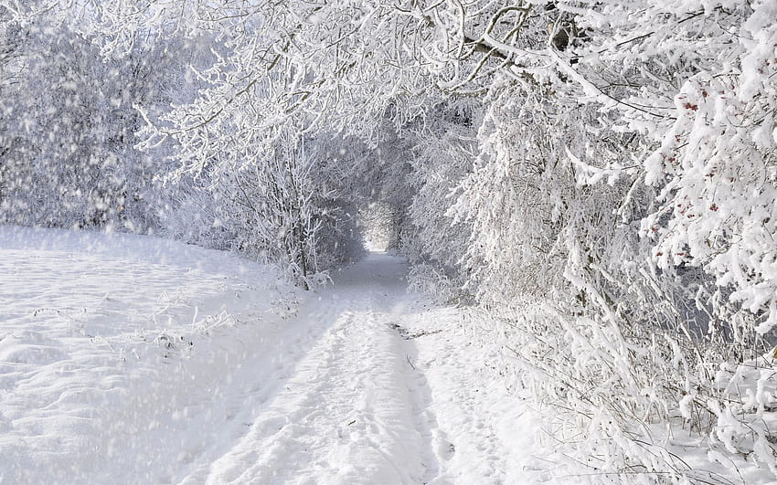 自然、風景、冬、雪、雪が降る、スノーフレーク、降雪、道路、木、森、嵐、ブリザード、白、季節、トンネル/およびモバイルの背景、野生の吹雪 高画質の壁紙