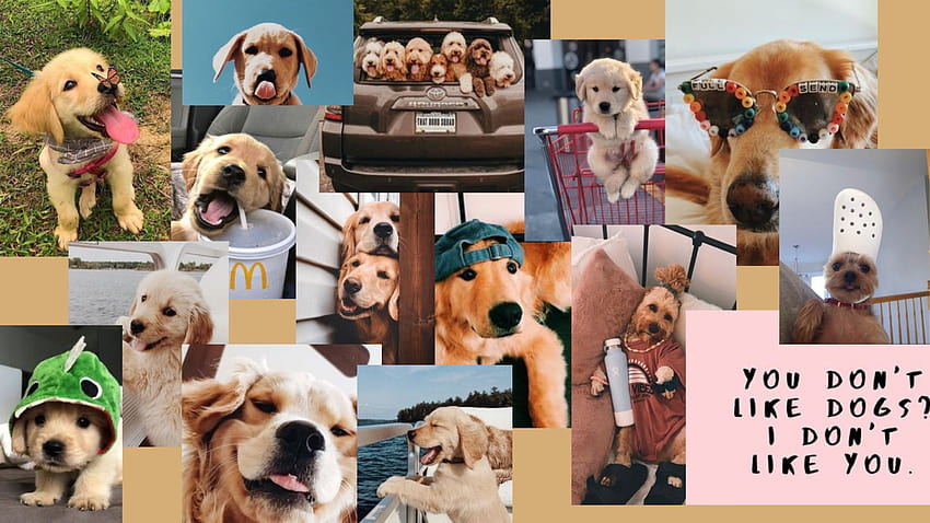 Puppies Laptop, dog collages HD wallpaper