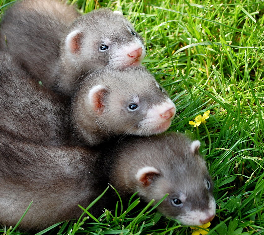 baby ferrets HD wallpaper