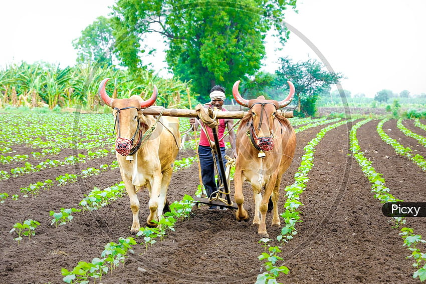 of Indian Farmer Ploughing An Agricultural Field With Bullocks HD wallpaper