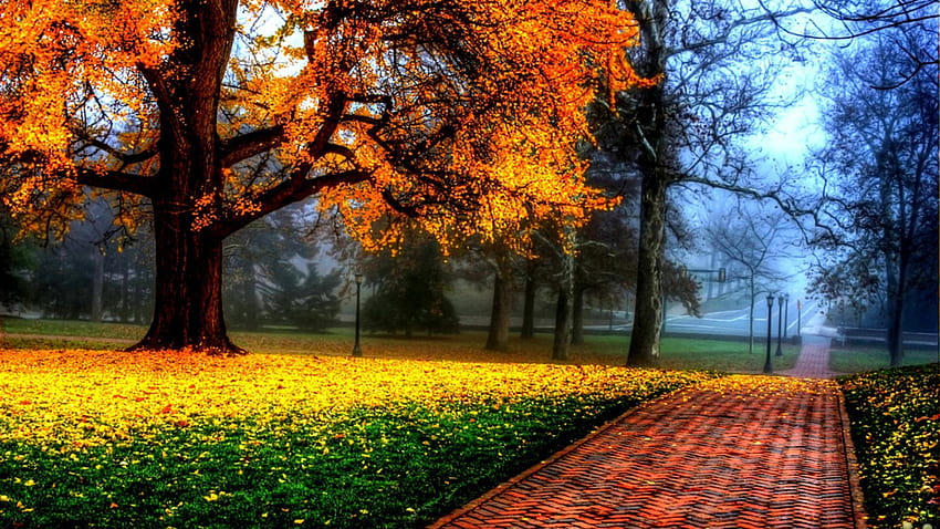 木から落ちる黄色の葉と緑の草の間の石畳美しい、黄緑の葉 高画質の壁紙