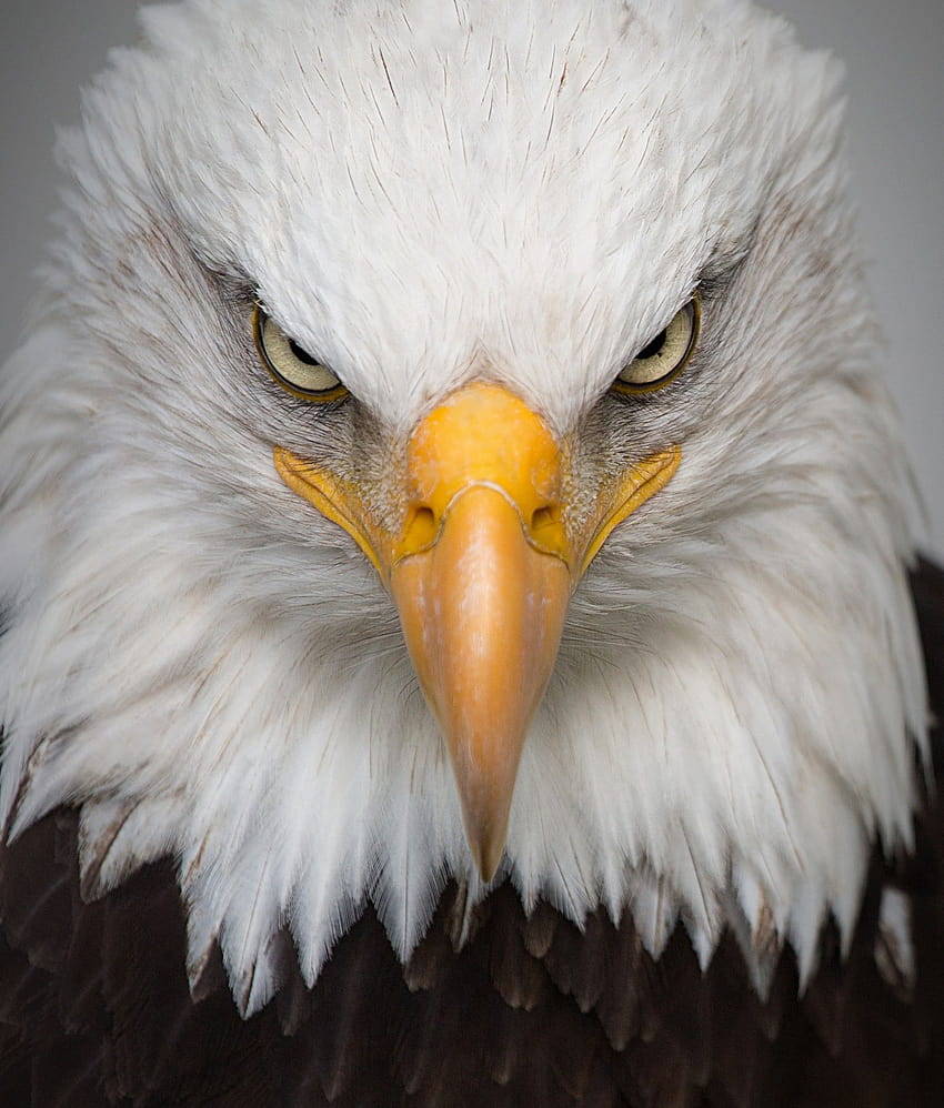 231 Bald Eagle, angry eagle HD phone wallpaper