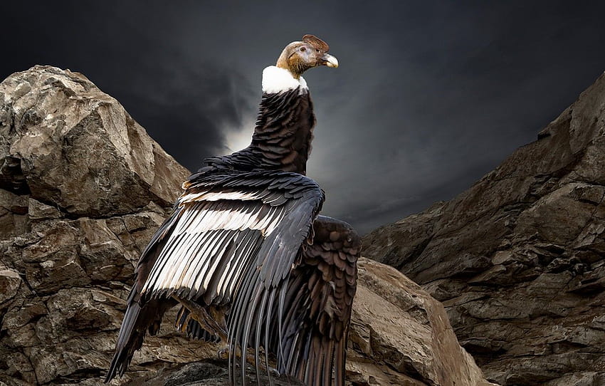 nature, bird, Condor ...goodfon, andean condor HD wallpaper