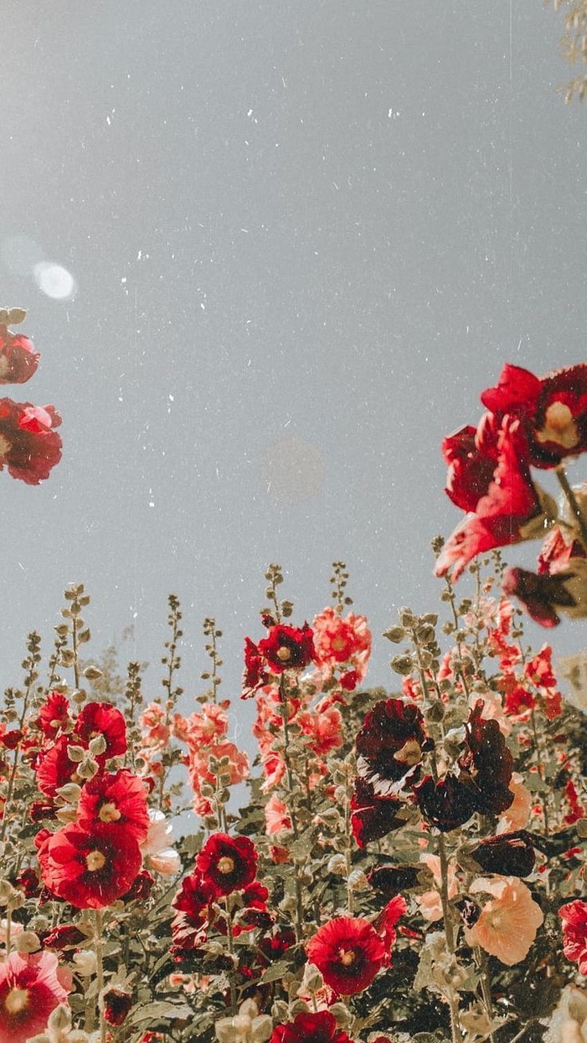 Red flowers with white background photo  Free Aesthetic wallpaper Image on  Unsplash