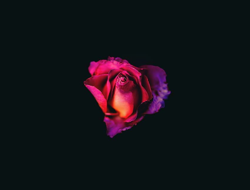 Rose Oled Dark , Flowers, Backgrounds, dark oled HD wallpaper | Pxfuel