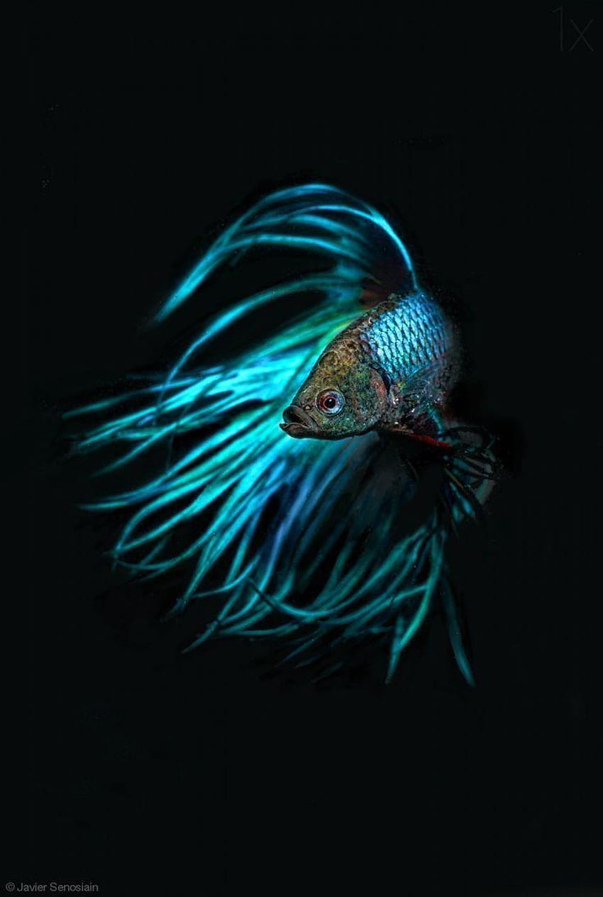 Ikan Cupang , Top of Betta Fish, Colelction ID wallpaper ponsel HD