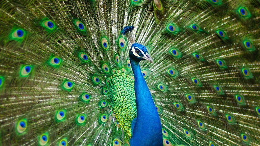 Peacock, Peafowl, , Animals, of a peacock HD wallpaper