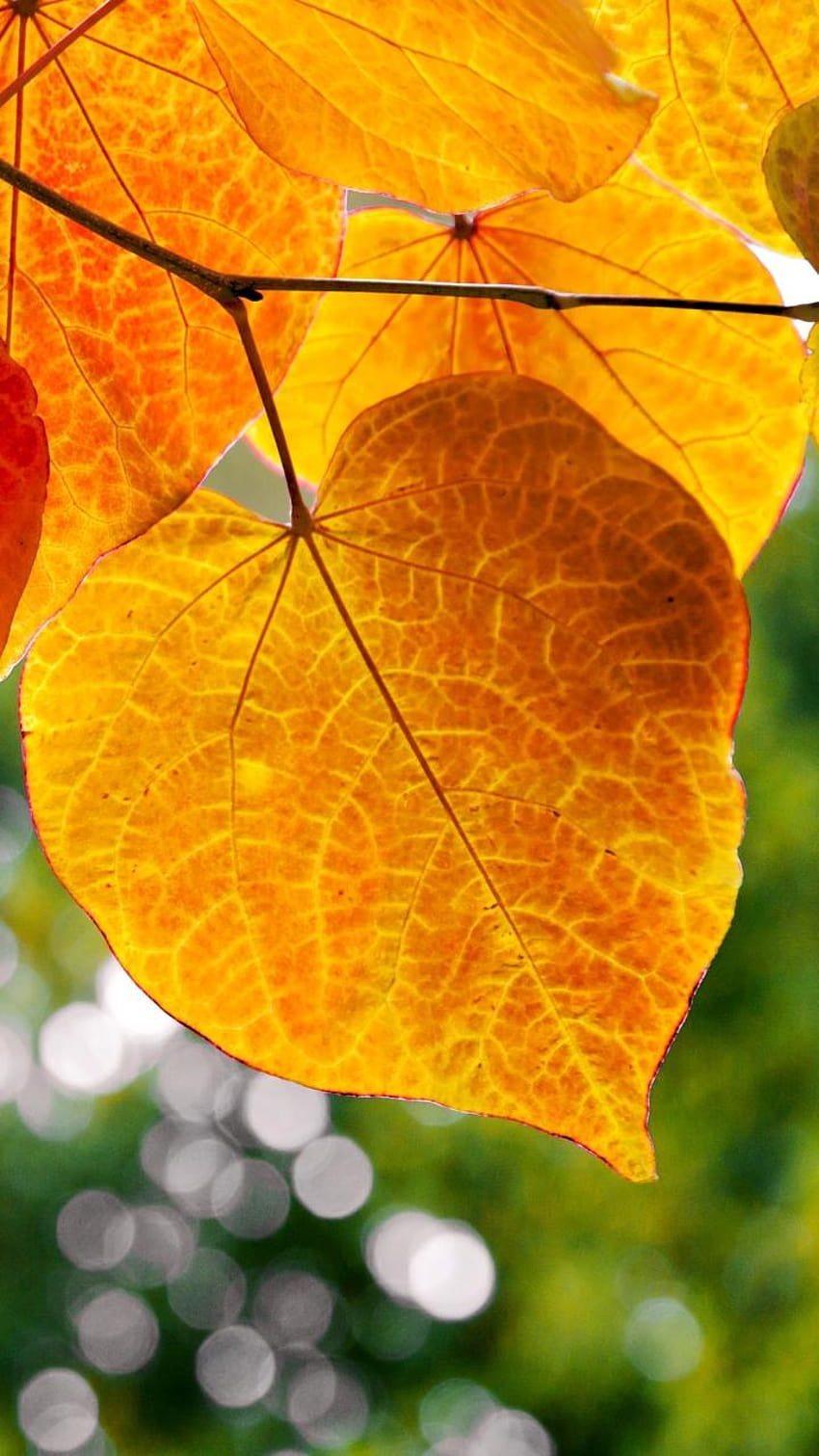 지구/잎, 떨어지는 참나무 잎 HD 전화 배경 화면