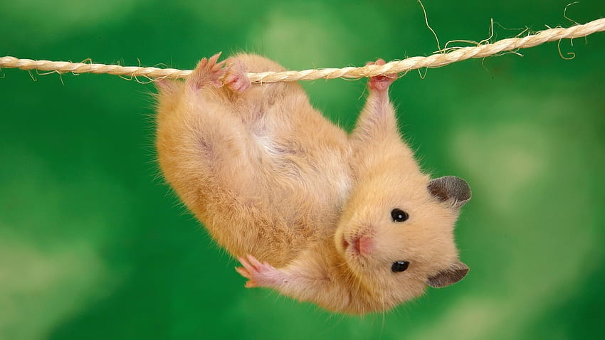 Cute Animal, cute rat HD wallpaper