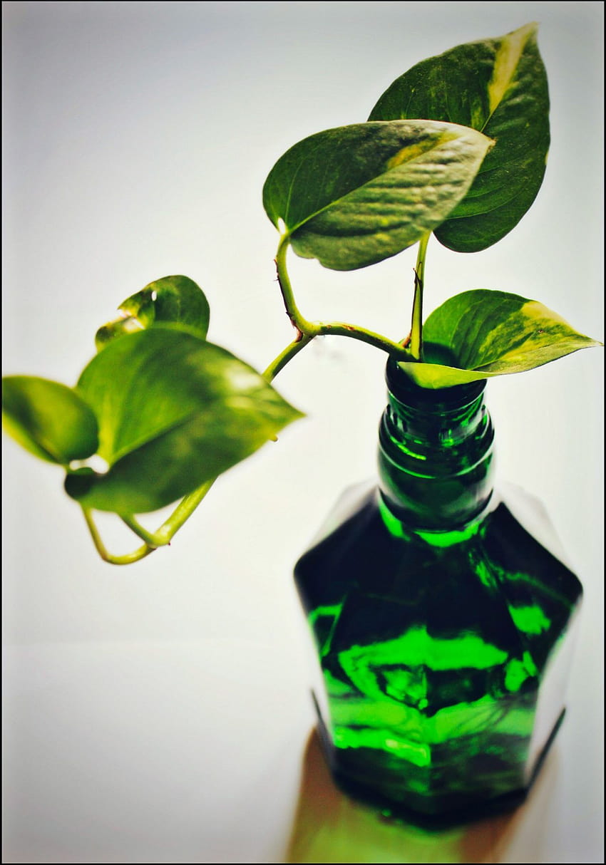 Парично растение в зелена бутилка В 1280p, бутилка вода HD тапет за телефон