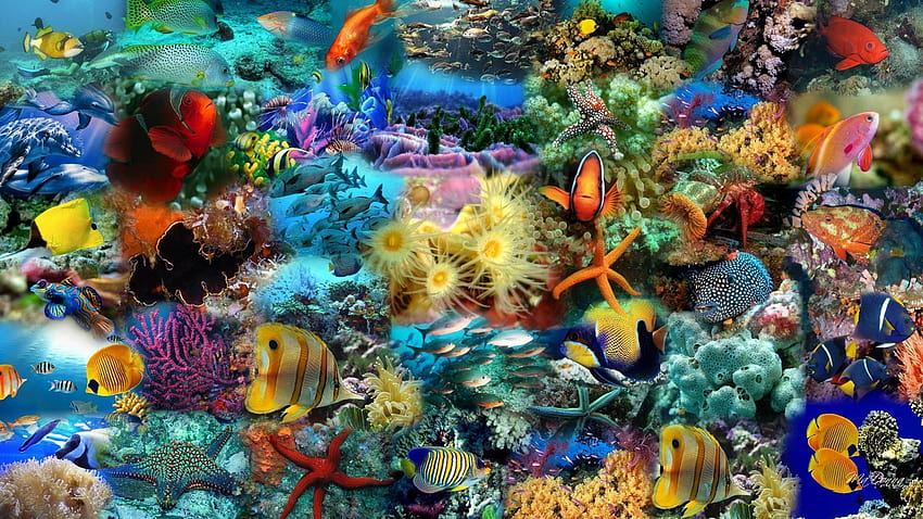 water fish ,coral reef,reef,marine biology,natural environment,coral reef fish, saltwater fish HD wallpaper