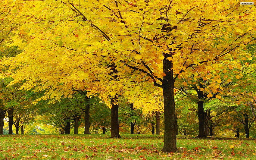 Für > Maple Tree Forest, gelbes Ahornblatt HD-Hintergrundbild