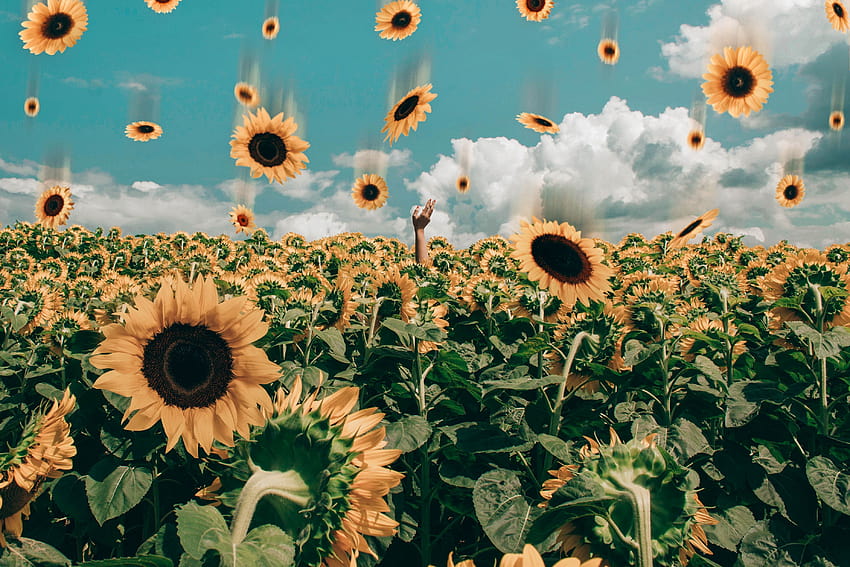 Ästhetischer Blumen-Laptop, ästhetische Sonnenblume horizontal HD-Hintergrundbild