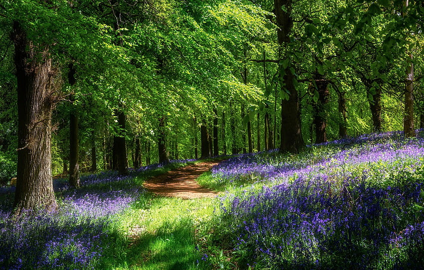 foresta, sole, fiori, primavera, percorso , sezione пейзажи, sentiero forestale primaverile Sfondo HD