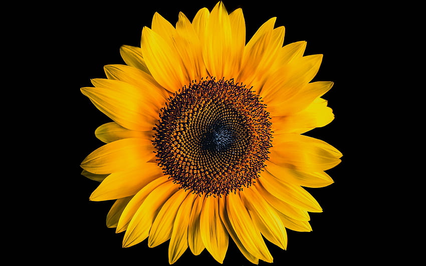Sunflower , Black background, Yellow flower, Flowers, dark red yellow flowers petals HD wallpaper