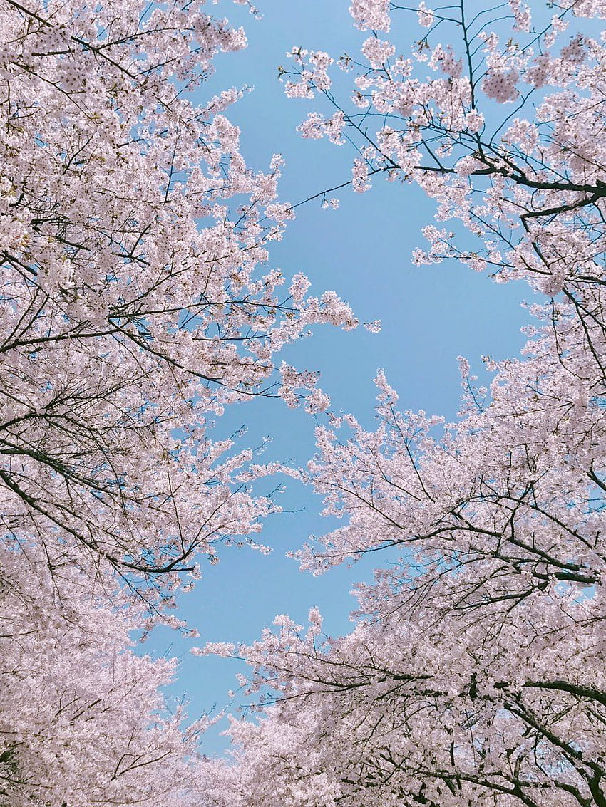 Aesthetic Cherry Blossoms, sakura tree aesthetic HD phone wallpaper
