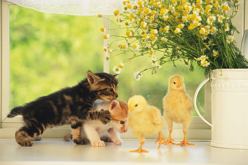 25 Cats And Kittens Who Are Ready For Easter [ ], kittens easter HD wallpaper