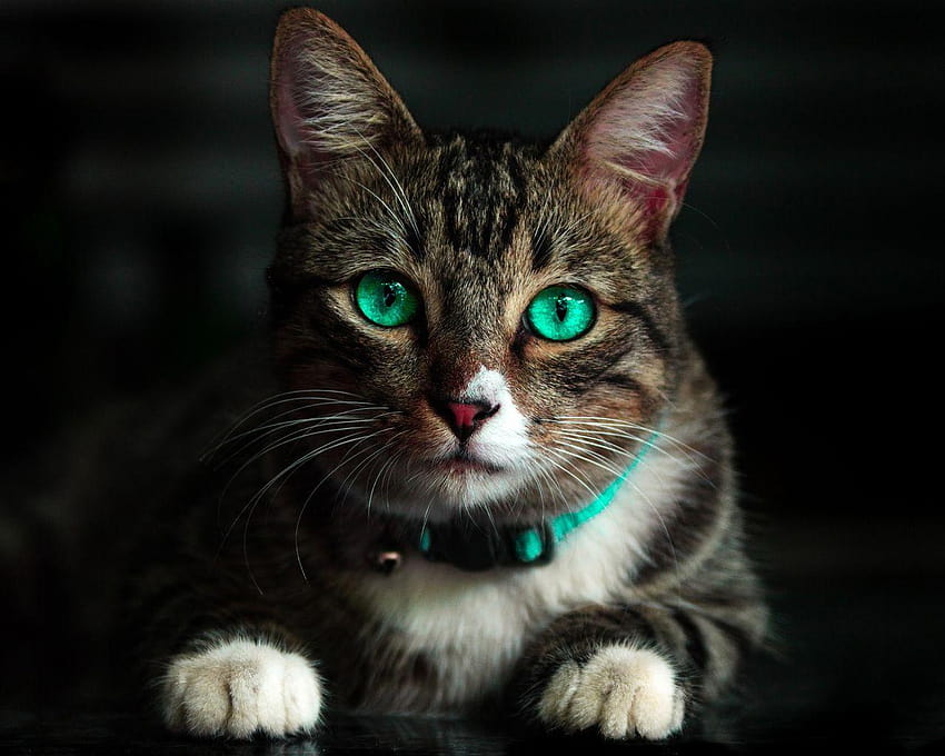1280x1024 Cat Green Eyes ความละเอียด 1280x1024, แมวลาย วอลล์เปเปอร์ HD