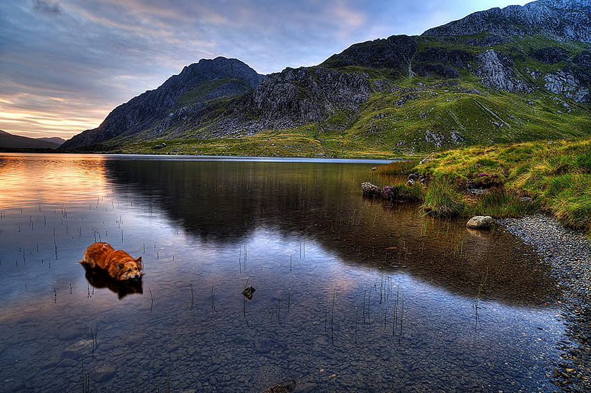 chien Royaume-Uni Snowdonia Nature Montagnes parc Lac Fond d'écran HD