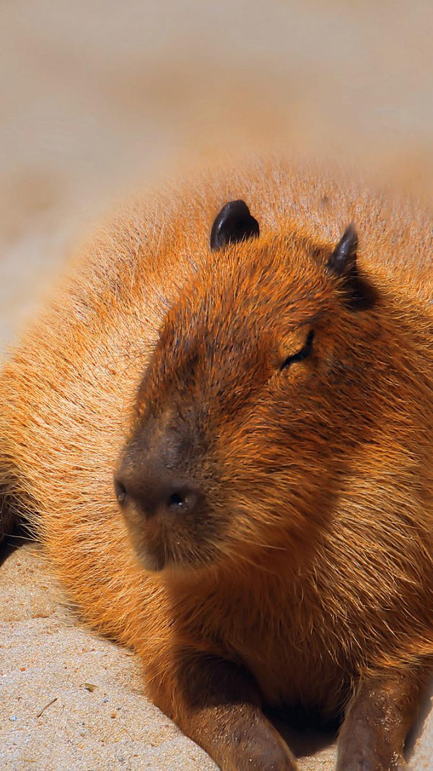 ของและพื้นหลัง Capybara วอลล์เปเปอร์โทรศัพท์ HD