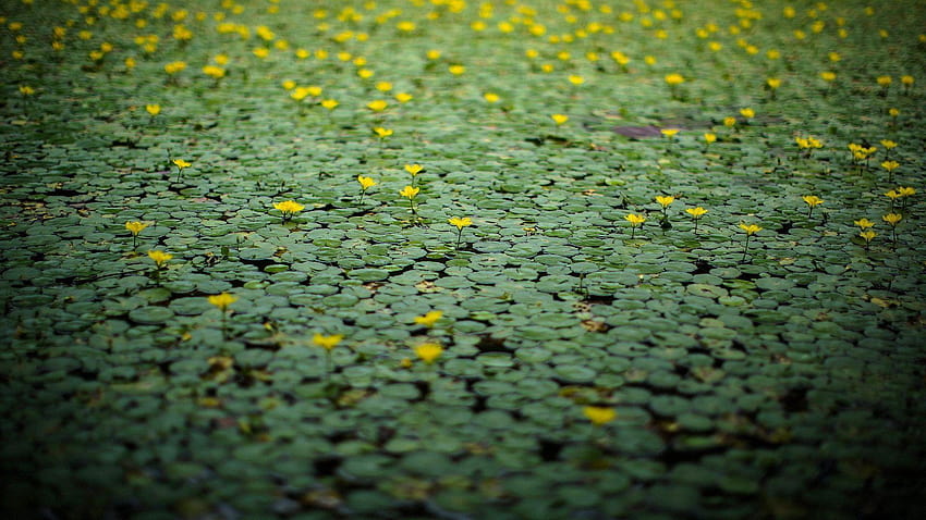 Bitkiler: Zambaklar Su Macro Geen Pond Göller Doğa Çiçekler, kontrast HD duvar kağıdı