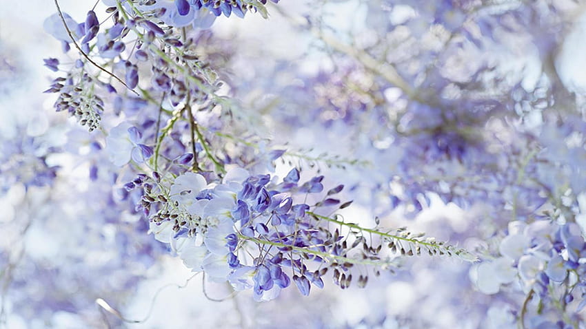 4 Wisteria for Computer, wisteria flowers HD wallpaper