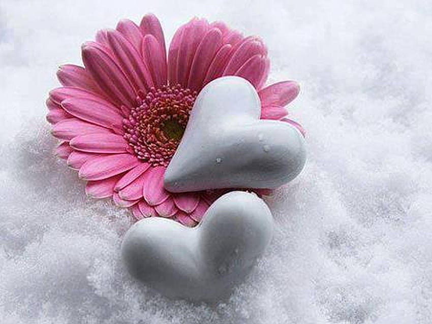 ดอกไม้: Heart Snow Winter Good Flower Iphone 6 สำหรับ 16, ดอกไม้หัวใจ วอลล์เปเปอร์ HD