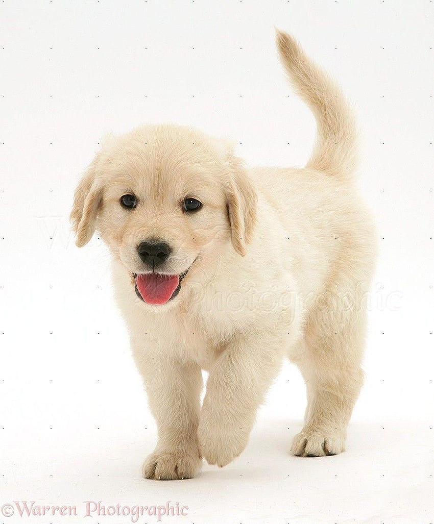 Golden Retriever Puppy Running, golden retrievers HD phone wallpaper