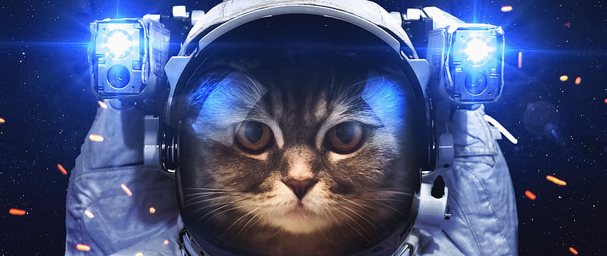 2560x1080 우주 비행사 고양이 2560x1080 해상도 , 배경 및 HD 월페이퍼