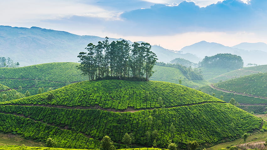 Tea plantation, Munnar, Kerala, India, tea estate HD wallpaper