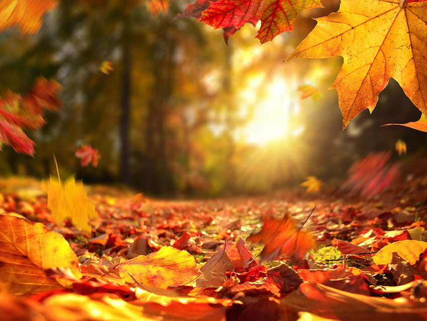 Les meilleurs endroits pour voir les couleurs d'automne à Grand Rapids - Vos questions sur l'immobilier dans l'ouest du Michigan, répondues Fond d'écran HD